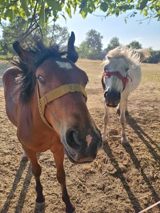 Manz de 10 luni de vanzare