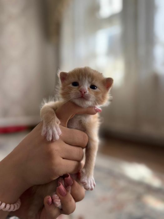 Котята маленькие