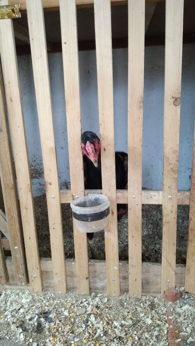 Бойцовский Петухи