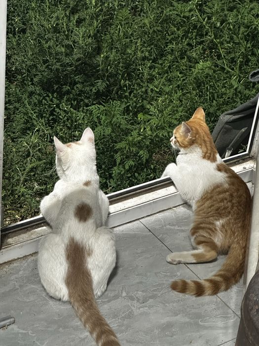 отдам котят в добрые, хорошие руки