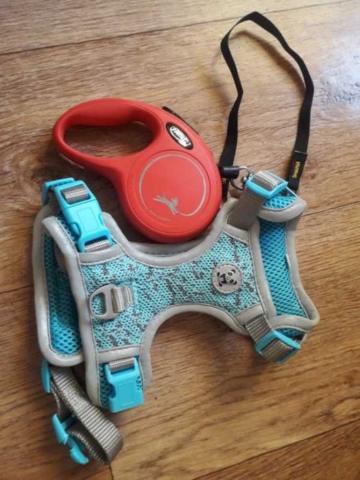 Лапочка мини шпиц