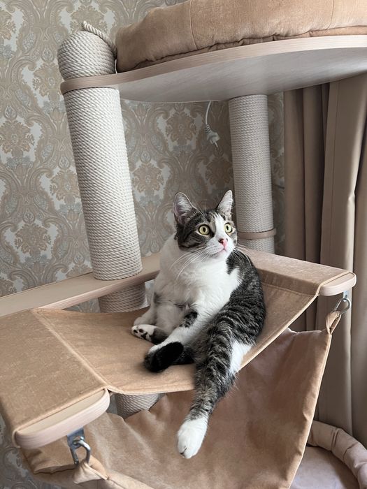 Кошечка ищет новую семью