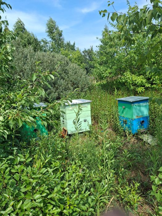 Продам готовую пасеку