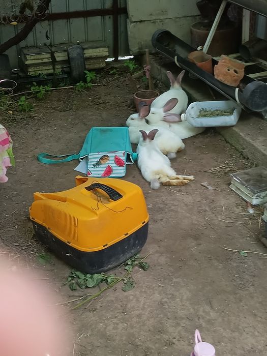 Iepuri au vârsta de trei luni de zile