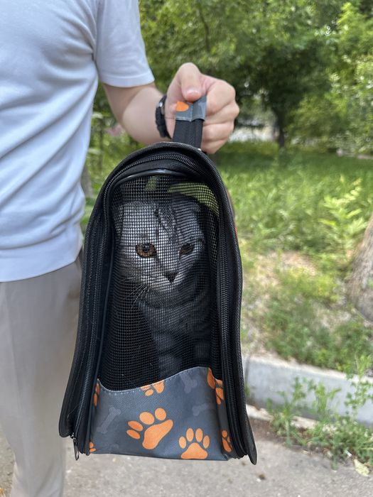 Mushuk scottish fold srochna