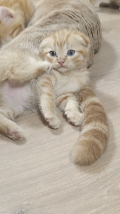 Породистые котята