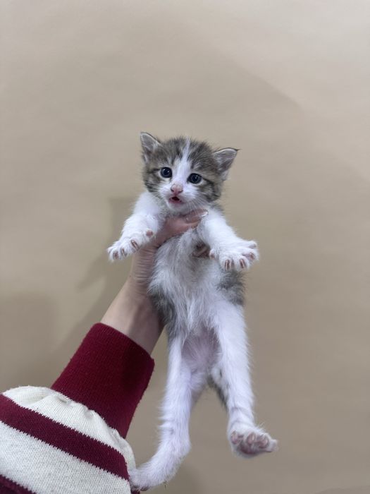 Отдам котят в хорошие руки