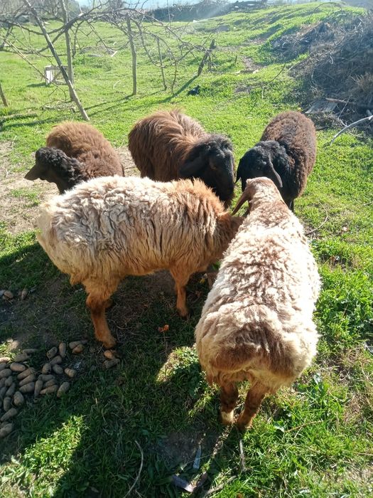 Ideal qoylar sotiladi