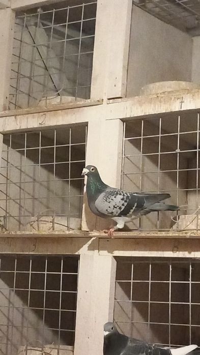 Porumbei  de vanzare