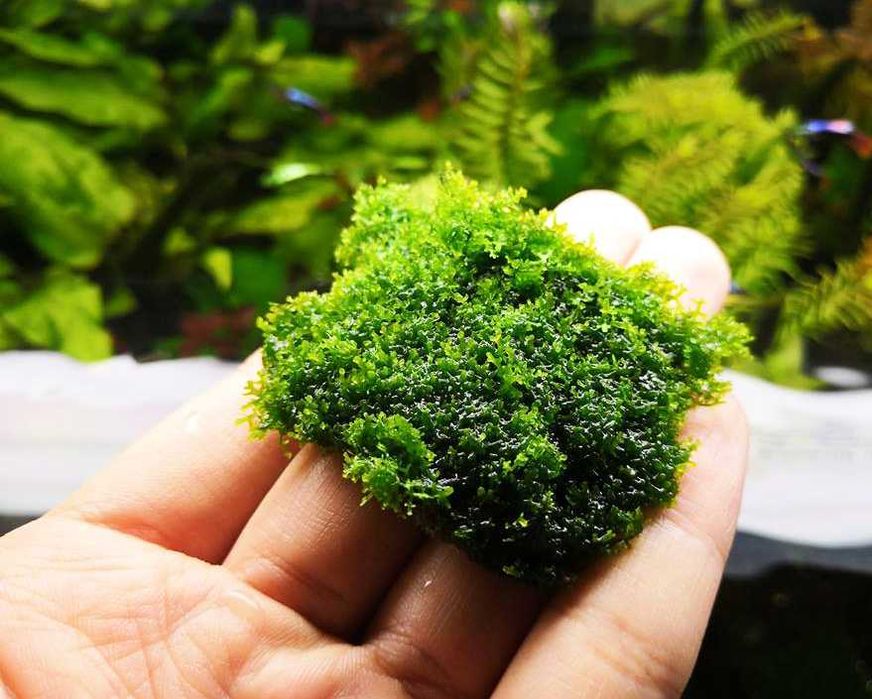 Moss acvariu/Muschi natural Coral Moss/Fissidens/Christmas/Flame/Pelia
