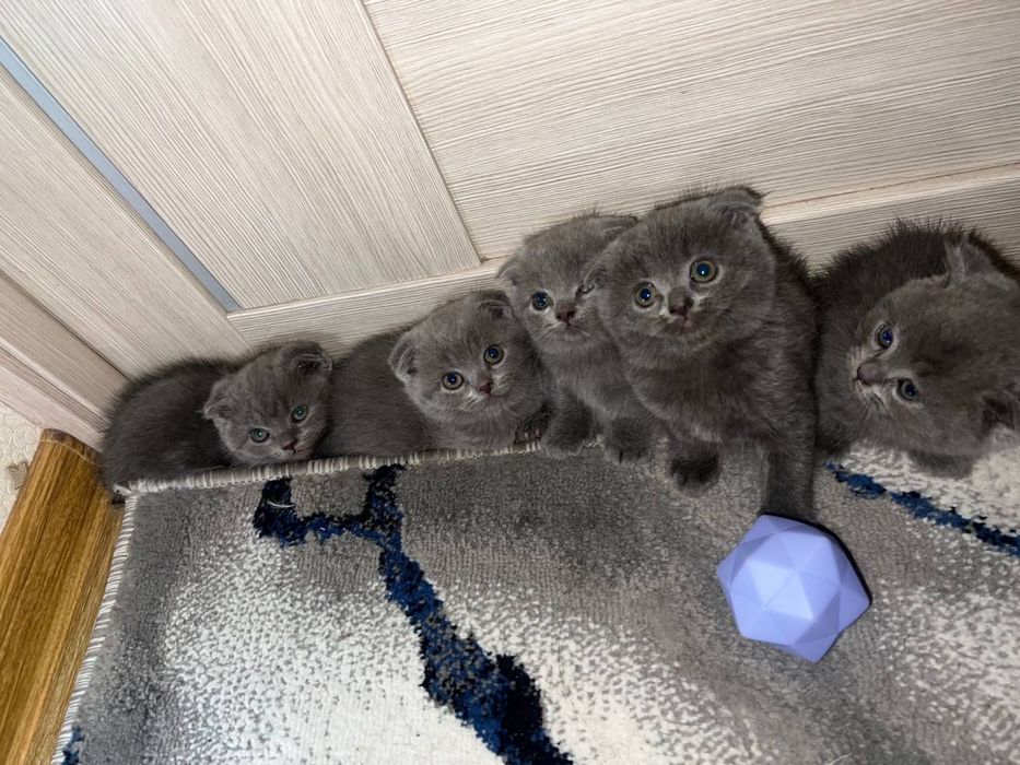 Британские котята
