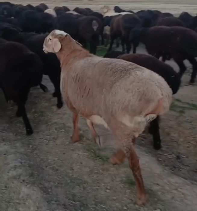 Qozoqi quzi quchqorlar