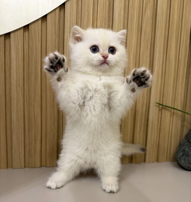 Британский котёнок Шиншилла поинт