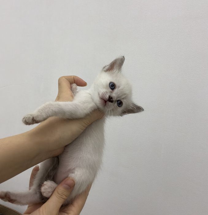 Котята бенгальской породы