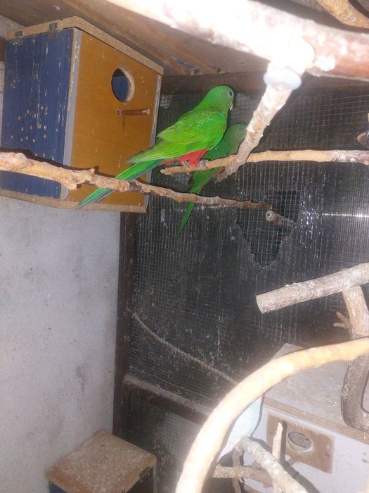 Papagali Rege Australian