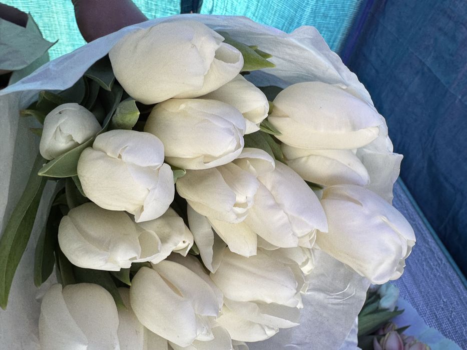 Тюльпаны свежие с луковицами