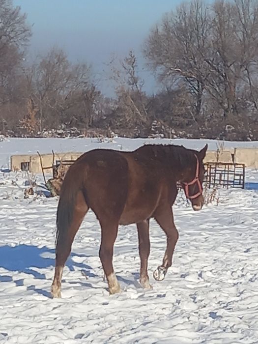 Баитал сатылады Продам кобылу 2 годаа