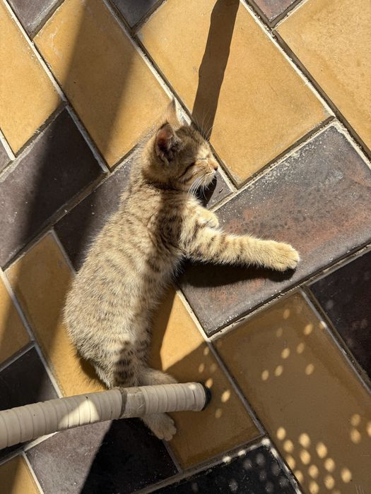 Отдам котенка в хорошие руки