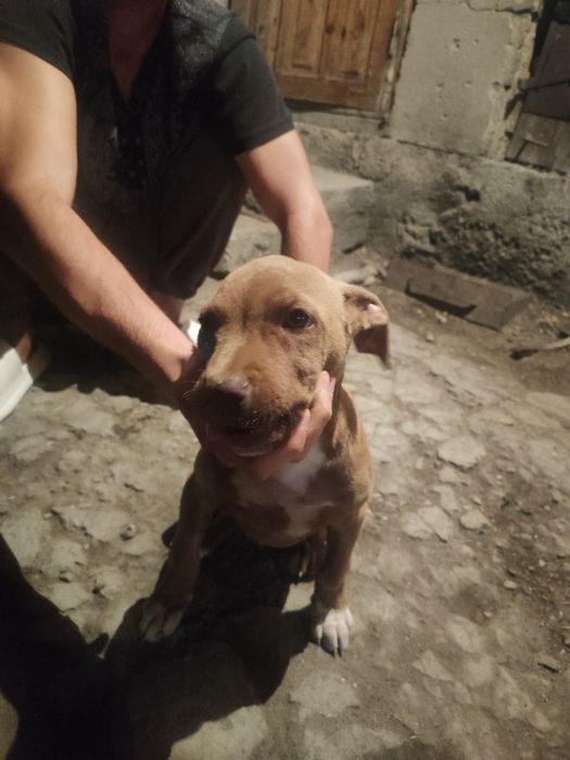 Собака питбуль девочка