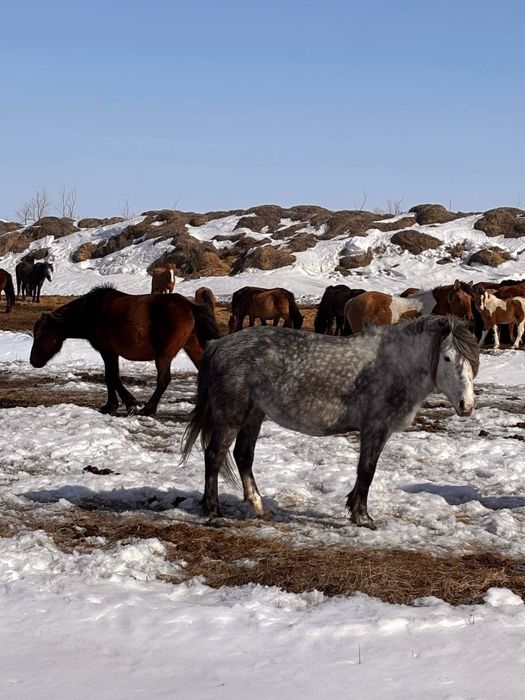 Продам кобылу упитанная с табуна