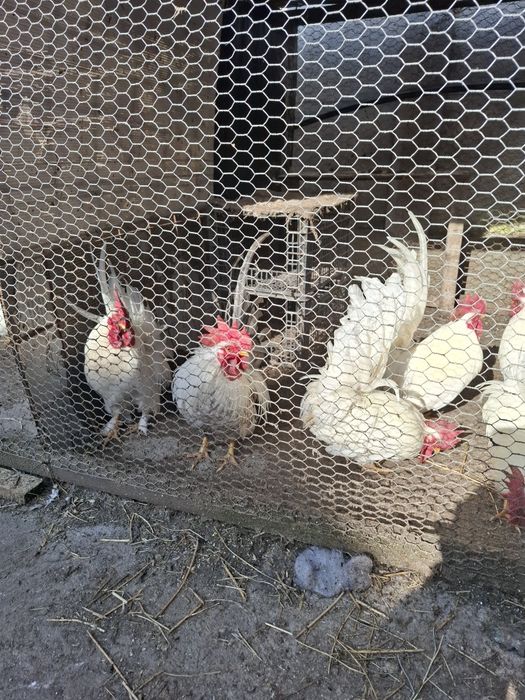 Cocoșei rasa cheabo