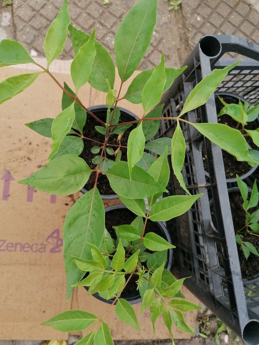 Еводия Даниели-Дървото на пчеларя, Албиция, Южна Копривка. Медоносни.