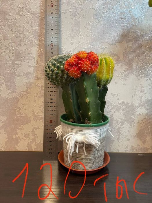 Продам домашние цветы