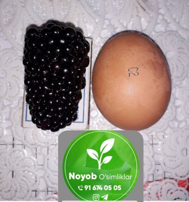 Эжвика блек джем Америка