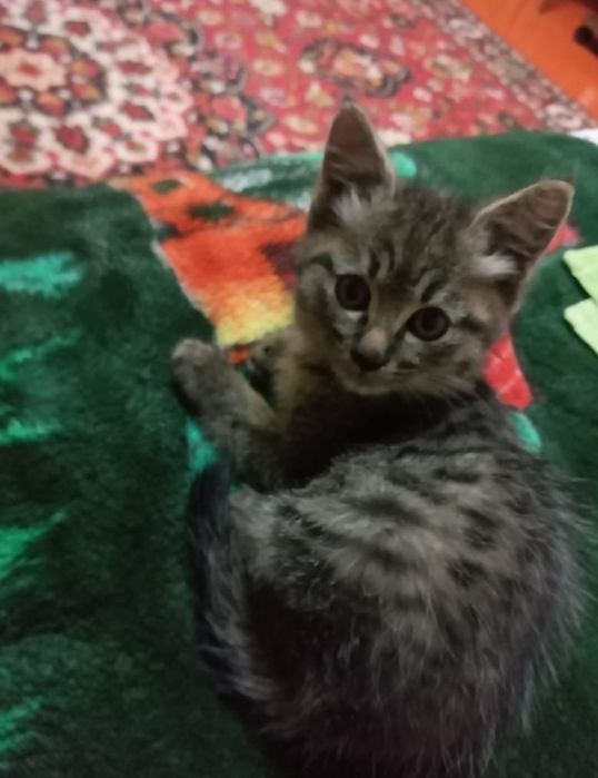 Бесплатно котят в добрые руки