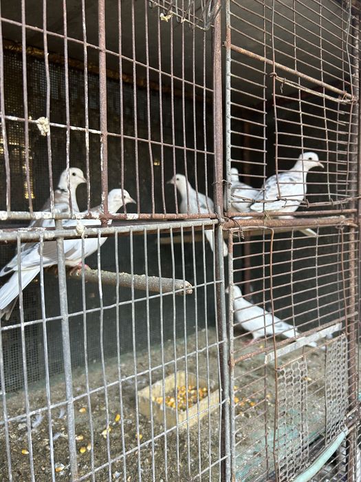 Turturici râzătoare  de vânzare