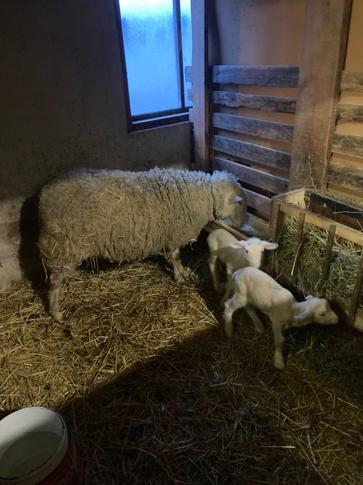 8 заплодени дзвиски