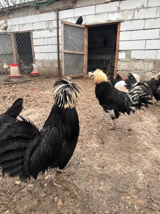 Cocoși din diferite rase