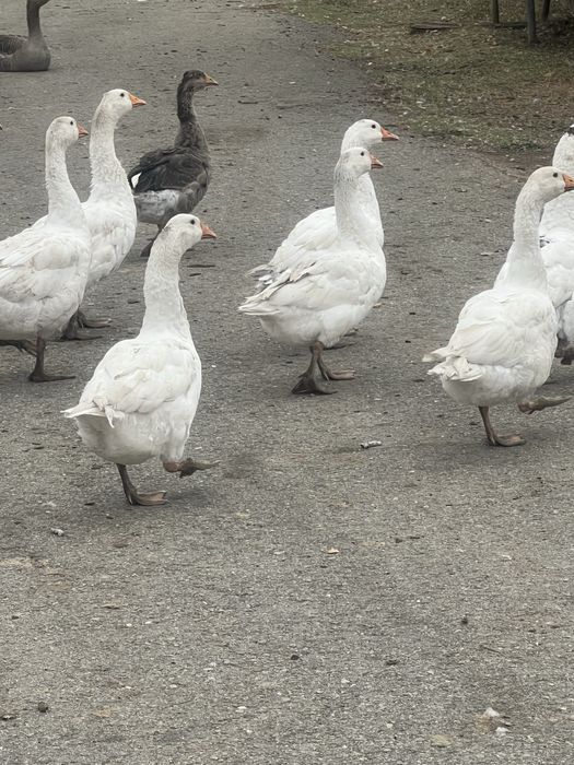 Vand gaste de rasa ,  Toulousee