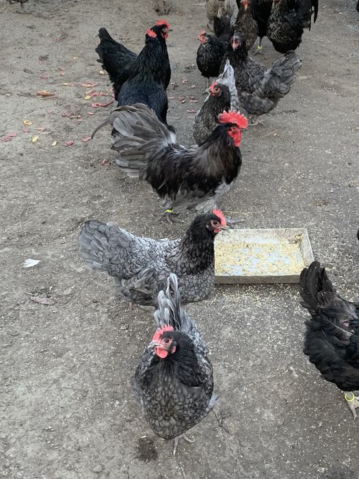 Familie de Aistralorp albastru