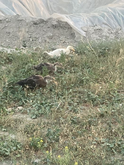 Urdak g’ozlar bor bolari bilan