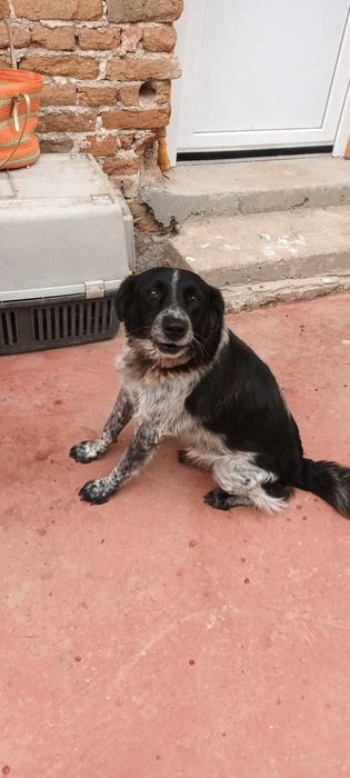 Bobita isi cauta familie