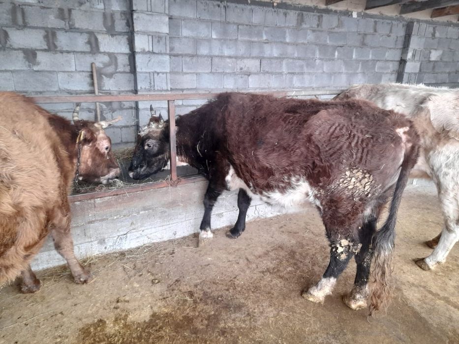 Продам упитанную корову