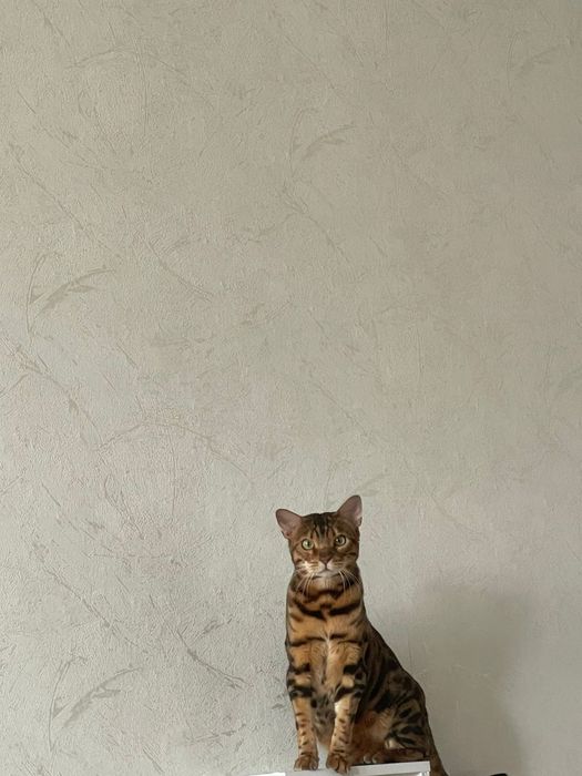 Бенгальский кот в добрые руки