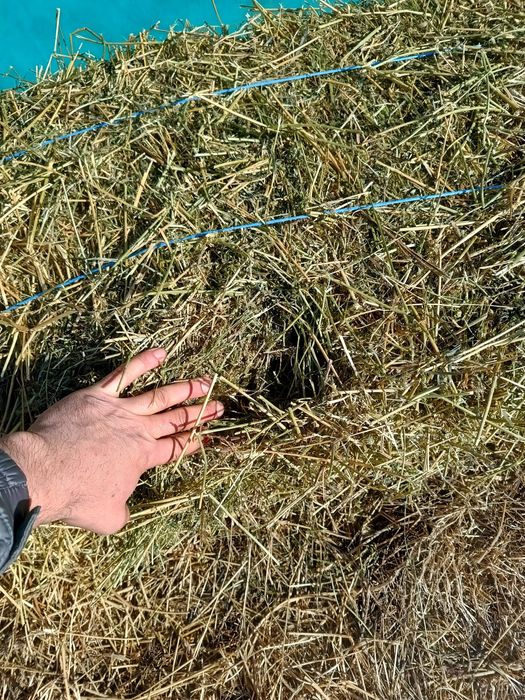 Baloti lucernă...25lei calitate superioară