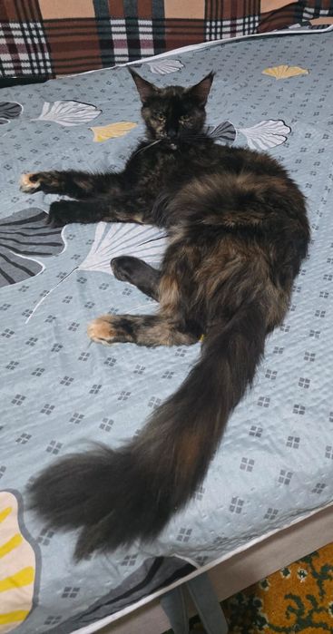 Котята породы Мейнкун
