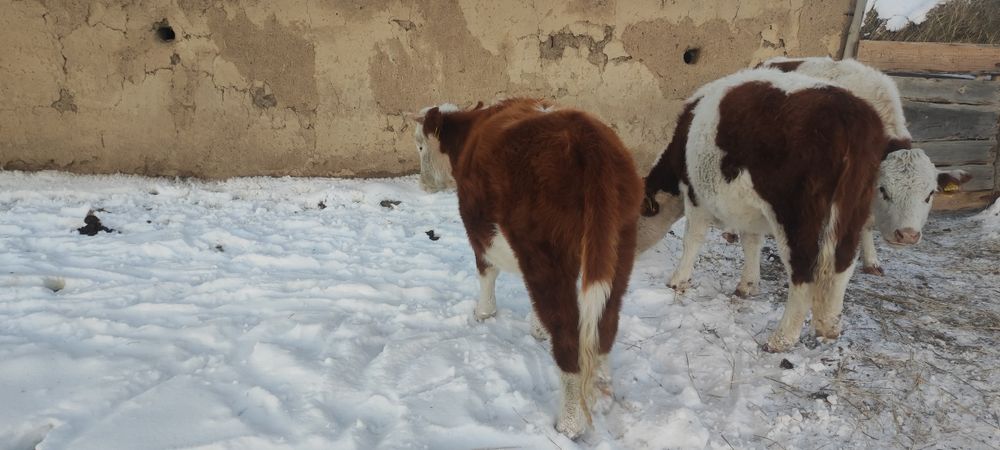 Бір жарым жасарпррр