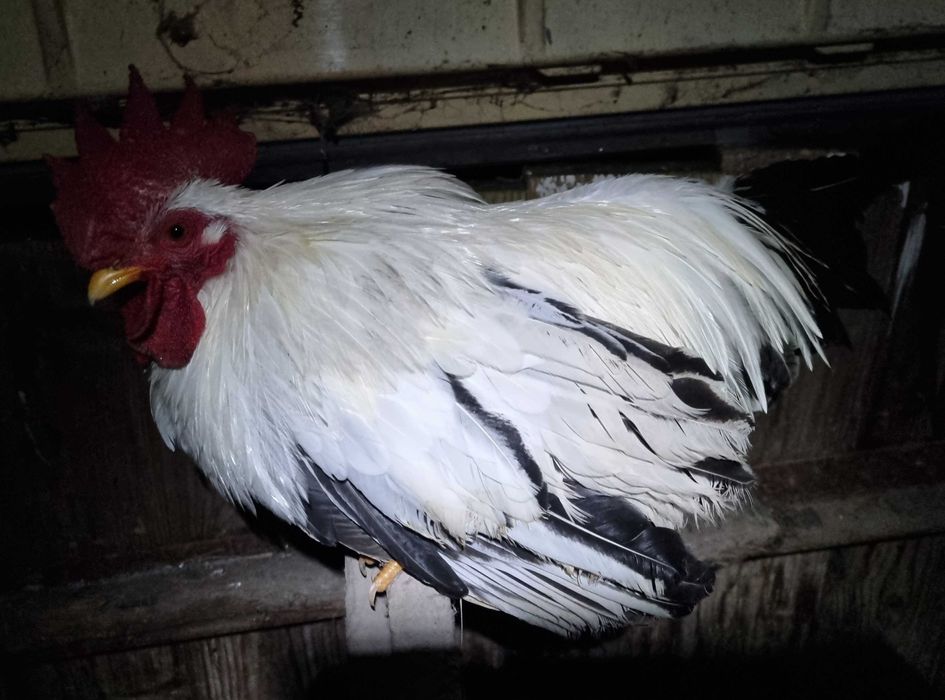 Chabo Siro - 1 cocos + 3 gaini (+ 1 cocos cadou)