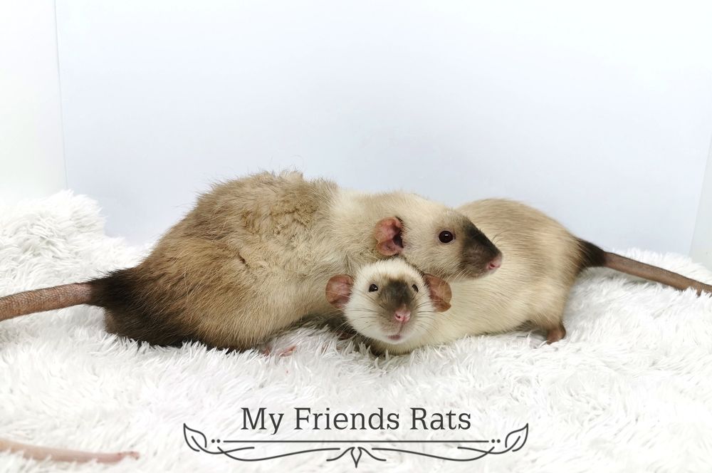 Декоративни плъхчета