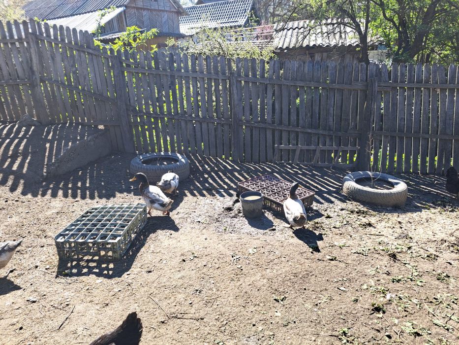 De vanzare rate si ratoi