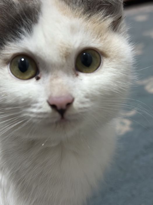 Пропал котенок среднего возраста