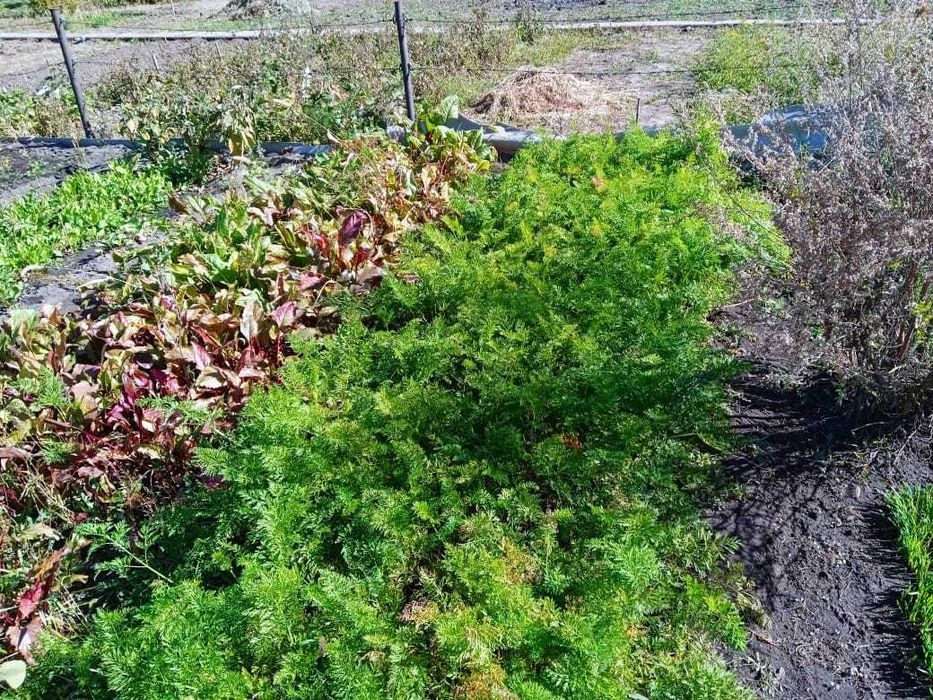 Садовый участок 4,5 сотки Актобе