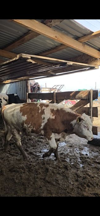 Быки Голштины. Симентал