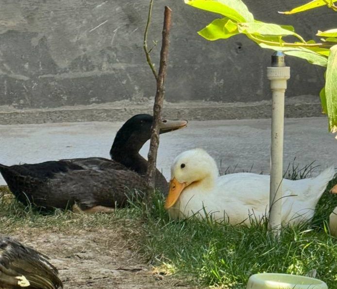 oʻrdaklar sotiladi narhi 60 000 soʻm. Kattalari ham kichiklari ham bor