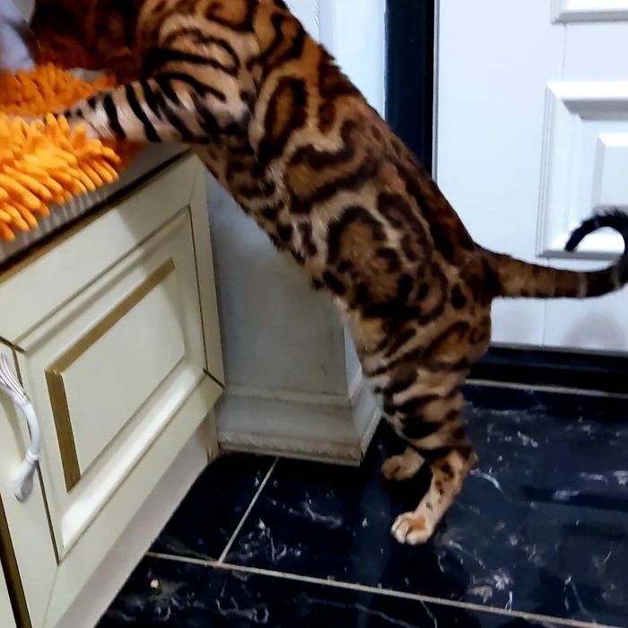 Узорчатые Бенгальские "котята".