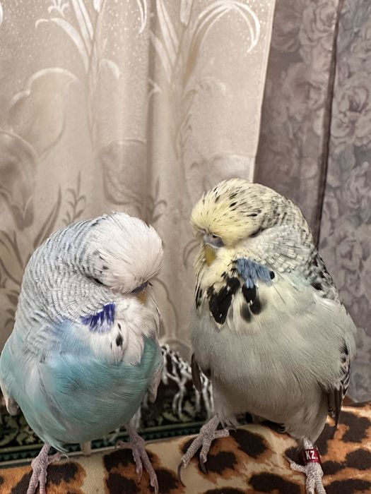 Продам попугаев (чехов)